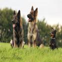 images/honden/Three1v.jpg